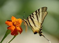 303 - PAPILIO MACHAON 2 - ILIJA STANUSIC - croatia <div